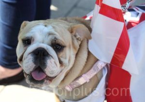 St Georges Day 1541.JPG