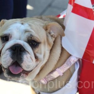 St Georges Day 1541.JPG